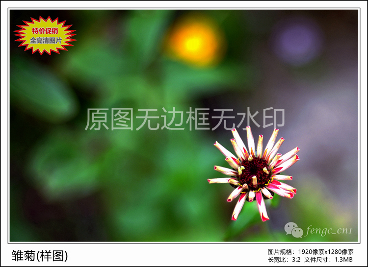 Special original photography works-Daisy HD digital electronic photo JPG picture wallpaper material flower macro