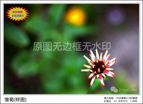 Special Price Original Photographic Work-Daisy High-definition Digital Electronic Photo JPG Picture Wallpaper Material Flower Micropitch