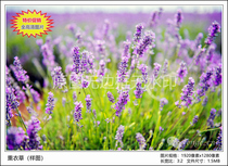Special Price Original Photographic Work-Lavender High-definition Digital Electronic Photo Wall Paper Material Flower Scenery
