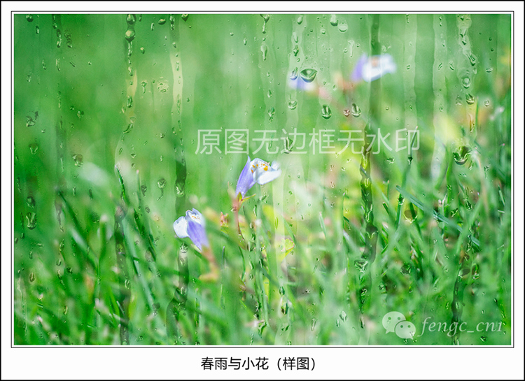 Original Photography Works-Spring Rain and Little Flower HD Digital Electronic Photo Wallpaper Micro-distance Rain and Scene
