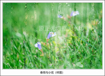 Original Photography Works-Spring Rain and Little Flower HD Digital Electronic Photo Wallpaper Micro-distance Rain and Scene