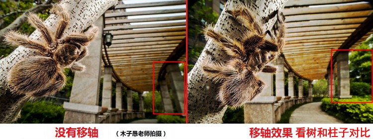 Chú ếch già 15mm ống kính dịch chuyển f4 full frame NEX macro ống kính góc rộng SLR micro đơn E phong cảnh côn trùng chân dung