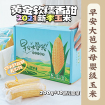 Good Morning Big Bud Rice 2021 Corn Northeast Sticky Fresh Gold Soft Glutinous Sweet Corn Independent Vacuum Gift Box
