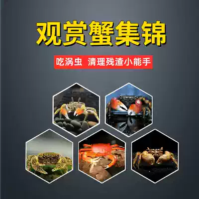 Mini pepper crab Ornamental pet general Xiangshou crab Small crab Deep water live freshwater leopard crab eat insects and remove algae