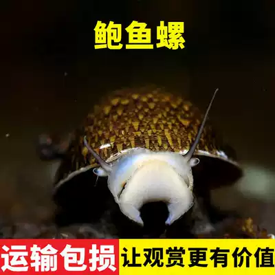 Tool snails, abalone snails, fish tanks, ornamental snails, cassia snails, algae removal snails, freshwater live snails, pets, snails that do not eat aquatic plants