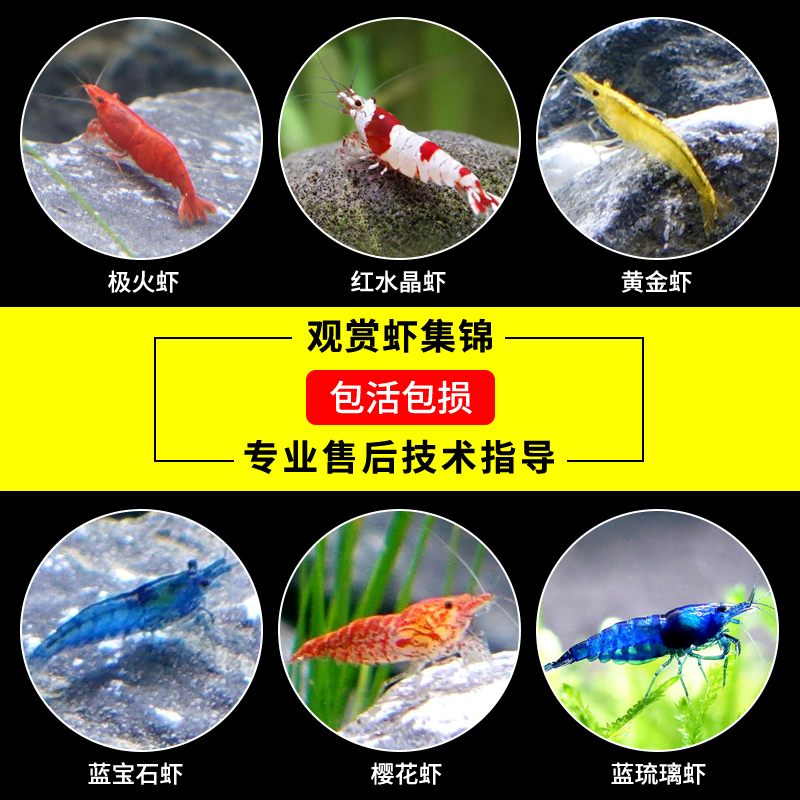 Freshwater Ornamental Pet Living Shrimp Black Shell Except Algae Crystal Shrimp Cherry Blossom Polar Fire Shrimp Yellow Gold Rice Shrimp Baking Lacquer Tool Shrimp