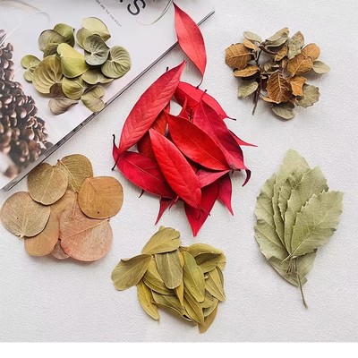 Bodhi Leaf Natural Real Leaves Round Berpear Leaf Shop Window Arrangement Decorated Dry Flower Specimen Flower Ring Leaf Shooting-Taobao