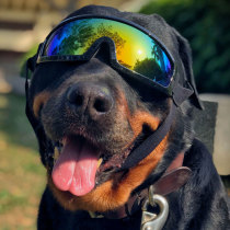 Pet Pooch Glasses Sun Anti-Ultraviolet Windproof Sunglasses Anti-Sand Dust Medium Large Dog Goggles Photo Ornament