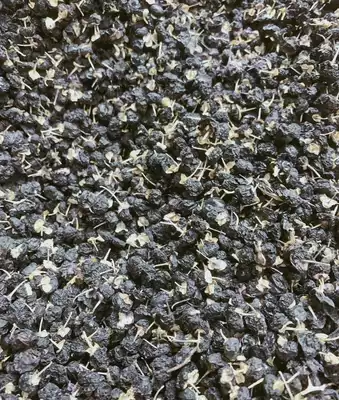 Golgi planted Black wolfberry non-wild