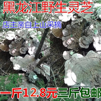 Northeast Ganoderma lucidum flat Ganoderma lucidum Ganoderma free slicing Ganoderma lucidum kid Mountain products