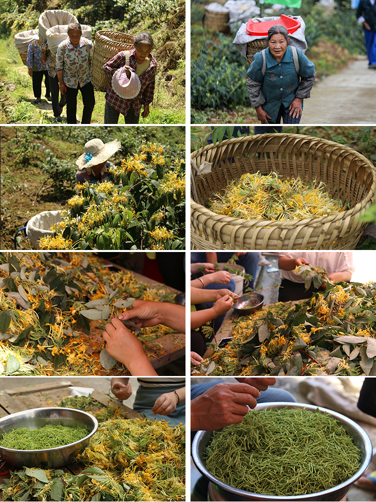 【山生万物】绥阳金银花 农家天然干金银花茶叶50g 散装 半野生