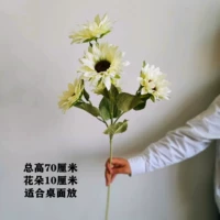 70 Gaussia 5 Sun Flowers White