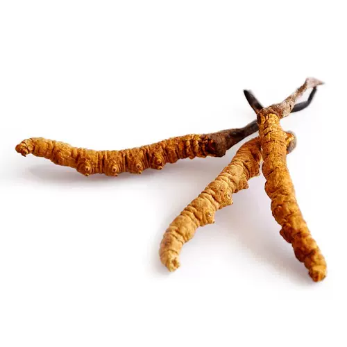 1 Cordyceps Sinensis-E произведен из 3 бутылок в Тибете