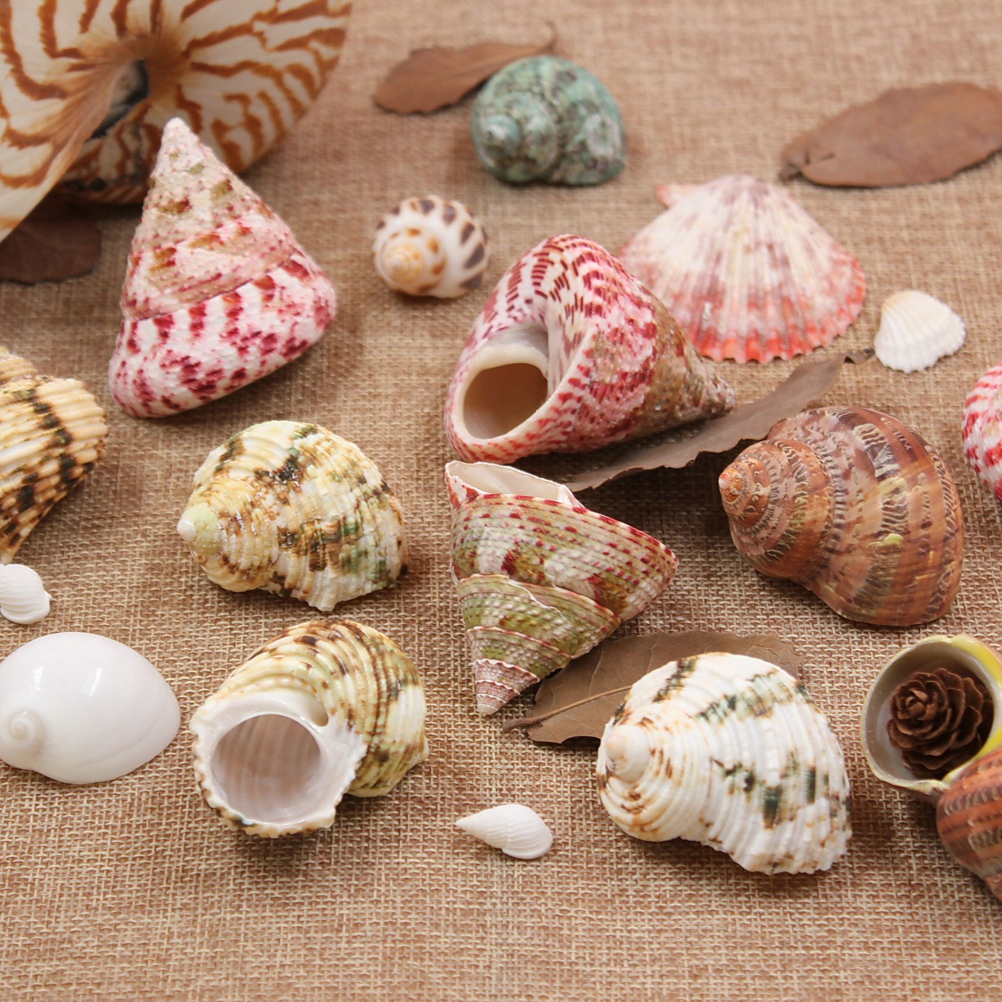 Natural sea snails seashells host crab for shell-home fish tank wedding decoration Sand Building-Taobao