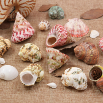  Natural conch shell hermit crab shell change Home fish tank Wedding decoration Sand landscaping