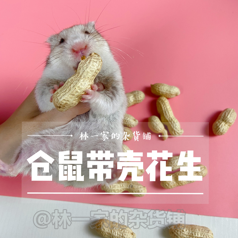 Hamster snacks with shell peanut nutraceutical floral squirrels golden silk bear squirrels with small hamster's snacks lying down 