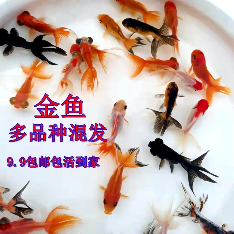 Goldfish koi live ornamental fish koi red grass grass gold small goldfish red carp fish red koi live fish fry