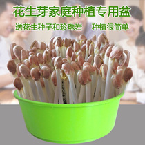 Peanut Bud planting basin Peanut pot Black peanut seed planting pot peanut nursery plate Peanut seed pot White peanut seed