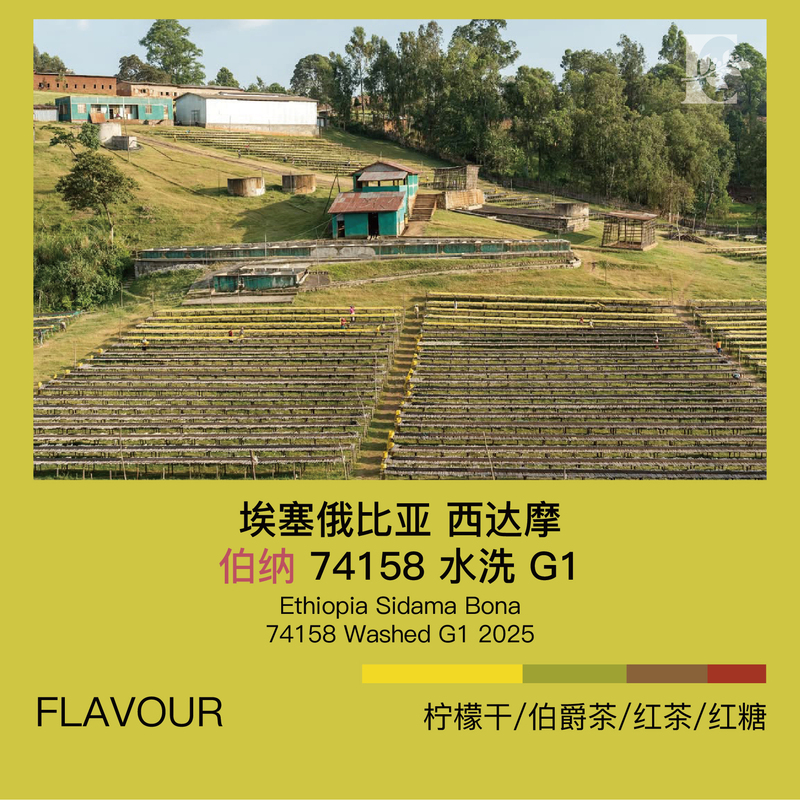 2025 Ethiopia Sidamo Berna 74158 Washed G1 Yikefang Coffee Green Beans