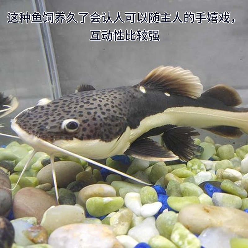 🐟💰招财猫鱼红尾鲶热带鱼，底层鱼界的“黄金鲸”来袭！🌟-鱼-淘宝好物网