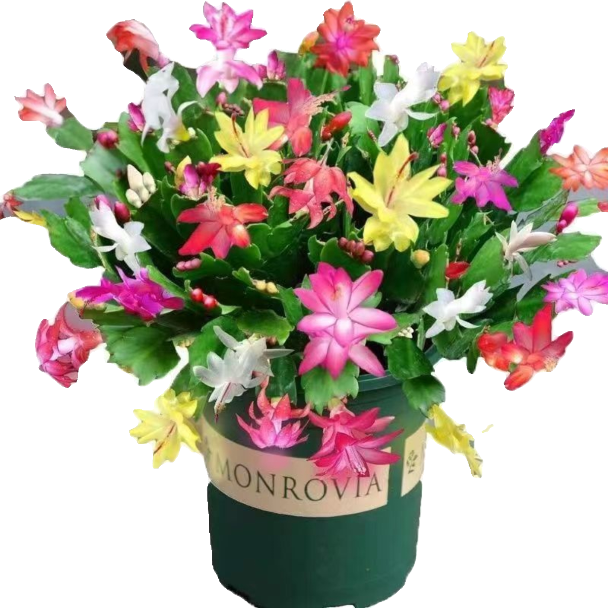小敏家四季花卉