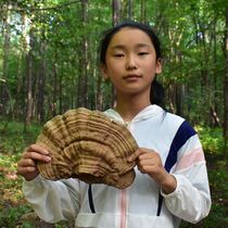 Wild Ganoderma lucidum tree tongue Ganoderma lucidum Ganoderma lucidum Changbai Mountain Qingzhi Linzhi 250g two copies