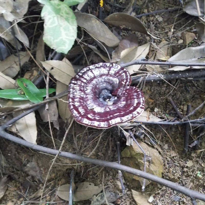 Pure Wild Black Lingzhi Purple Lingzhi deep Mountain whole branch Linzhi Non-growing Bubble Wine Slice 250 gr