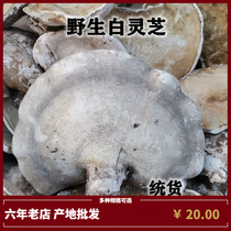 Wild Ganoderma lucidum Changbai Mountain Ganoderma lucidum White-border layer pore bacteria