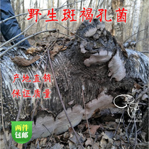 Wild spot brown hole bacteria plaque Brown Ganoderma lucidum Changbai Mountain layer 250g cut