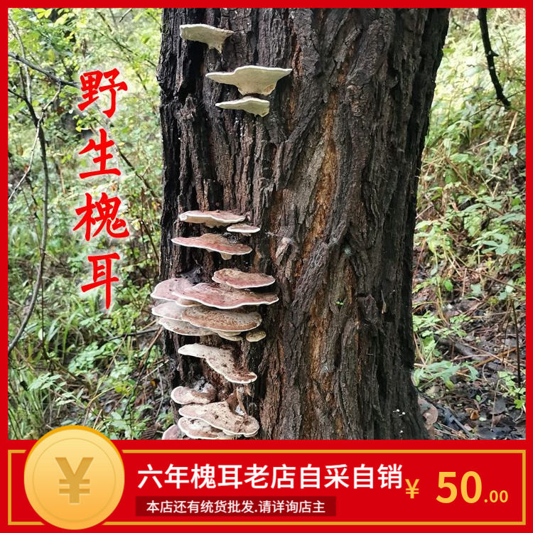 Locust Traditional Chinese herbal medicine sophoria sophoria sophoria sophoria sophora Sophora sophorae Sophora sophorae 250g sophora sophorae