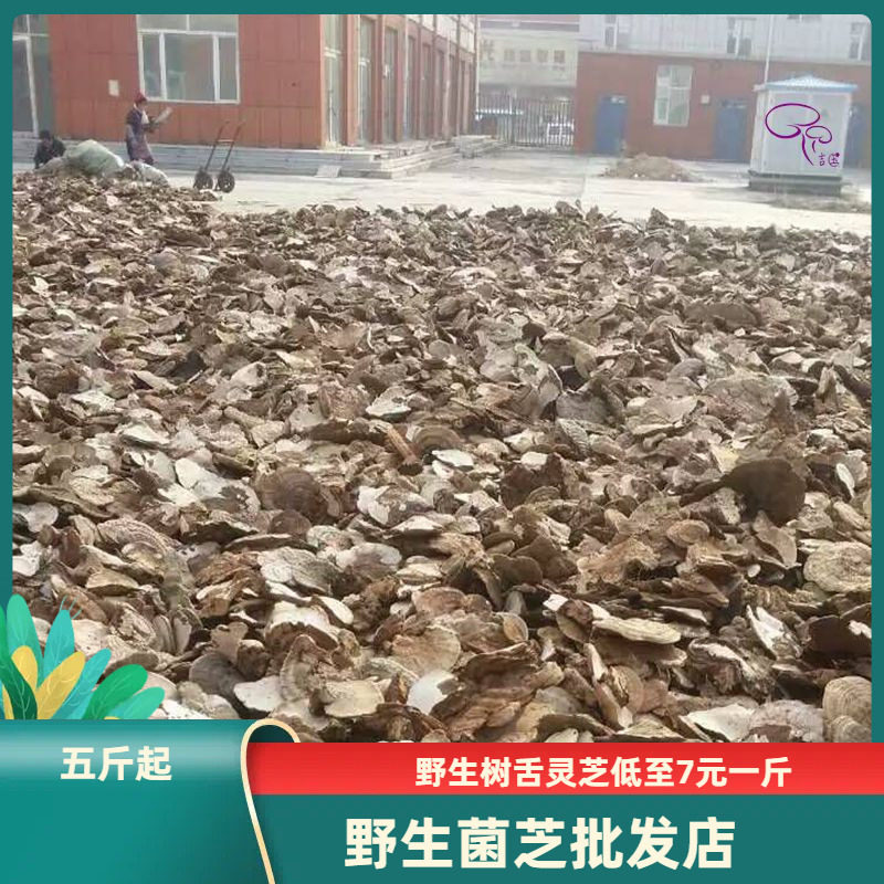 Tree tongue lingzhi Pinggai Lingzhi Tohoku Changbai Mountain wild Lucid Lingo Farmhouse Direct Sales Whole Branches stock New Dry Cargo B Class-Taobao