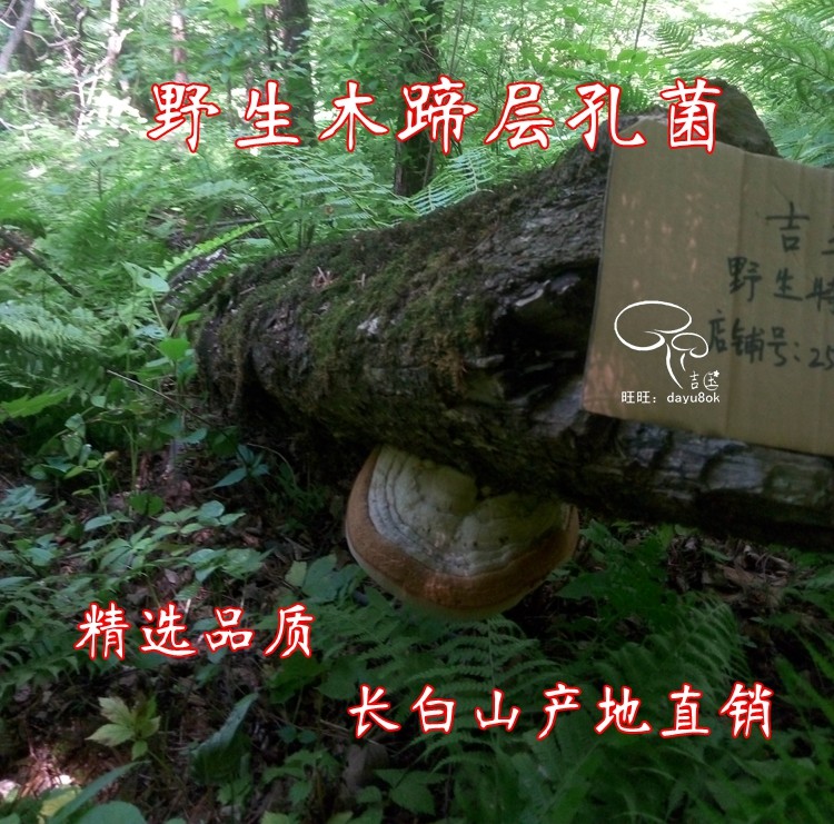Wild wood hoof layer hole fungus wood hoof Ganoderma lucidum Changbai Mountain Wild Ganoderma 250g can be cut into pieces