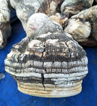 Wild Bitter White Hoof 250g