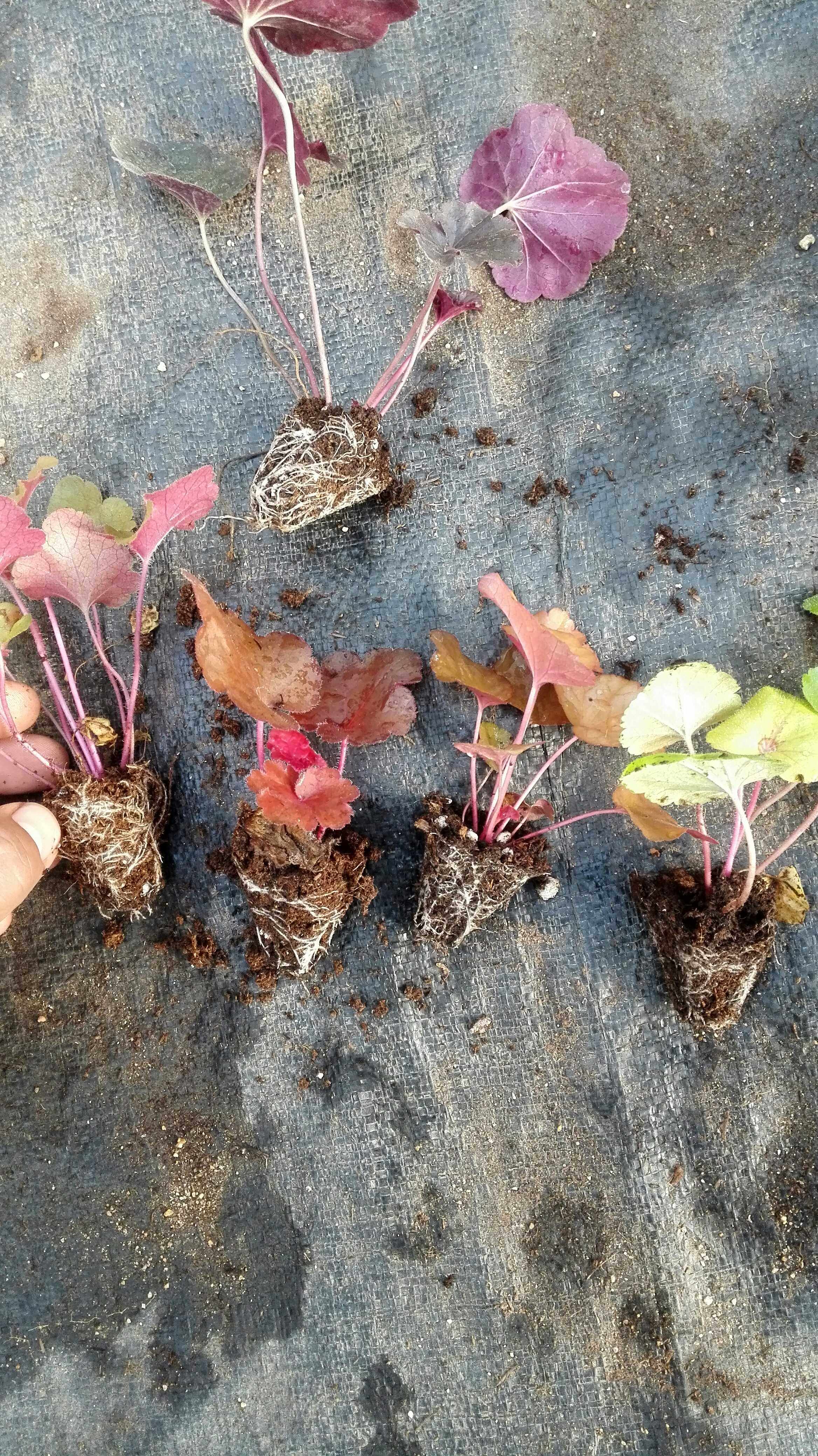 Alum root seedlings 8 trees 28 yuan a finger size