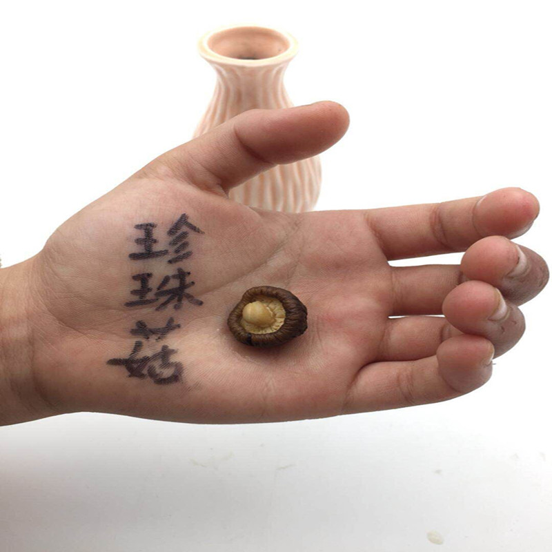 Xicun Guansao New Farm Pearl Mushroom Dry Mini Mushroom Diameter 1-1 8cm Small Mushroom 500g