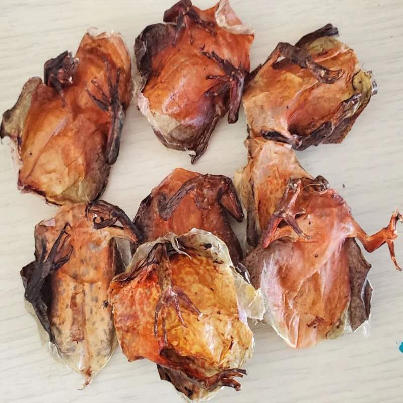 Forest frog skin pure dried snow toad skin 500 grams Northeast Changbai mountain forest frog Snow clam skin 2020 new goods pure dried