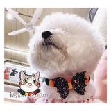 Домашний ошейник на Хэллоуин VIP Barbaria Daragard Decorment