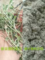 2024 Zhanjiang Farmhouse Wild Mugwort Tian Mugwort Green Tuan Ai Ci Zhen Traditional Food Ingredients 500g