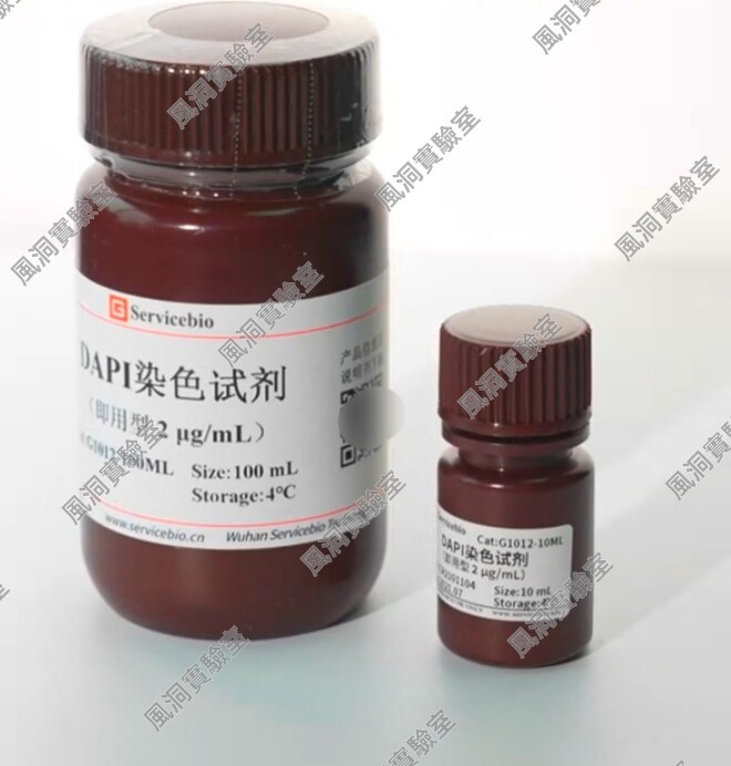 Servicebio用于细胞核染色DAPI染色试剂即用型可检测细胞凋亡