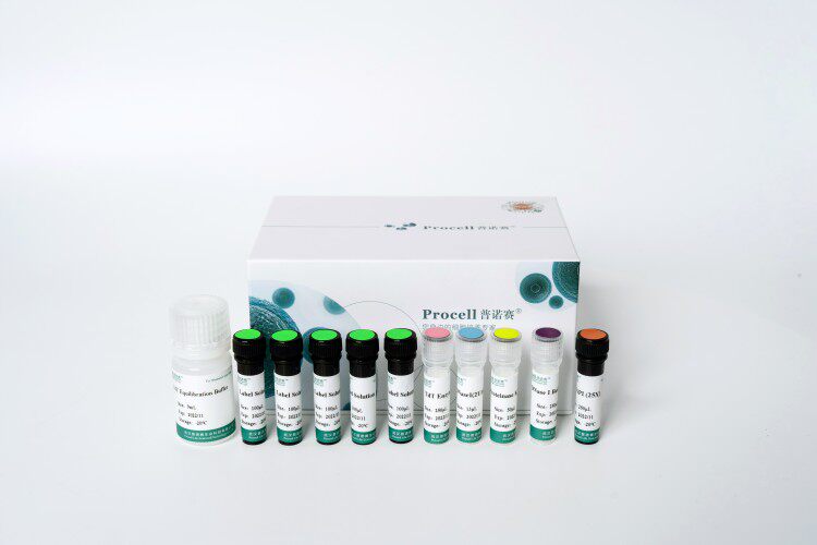 普诺赛一步法TUNEL原位细胞凋亡检测试剂盒(红色Elab Fluor?555)