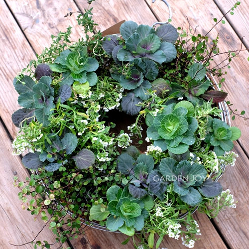 Fall in love with garden) groceries multimeat combined flower basket iron art coconut brown shaped hanging basket