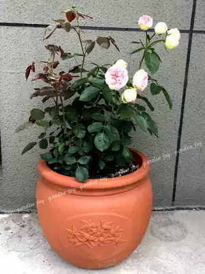 Fall in love with the garden) Rough pottery pots, red pottery pots, olive trees, veneer closing round pots