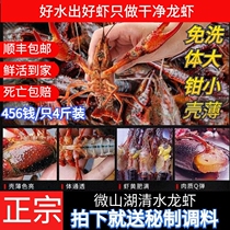 Shunfeng Weishan Lake clear water crayfish live lobster fresh large fresh prawn breeding live shrimp 4kg