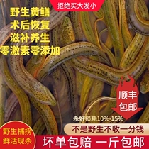 Weishan Lake wild eel fresh authentic eel elderly children pregnant women calcium nourishing health stew soup 500g