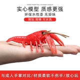 Моделирование настоящего сердца пресноводных кротов игрушек членисторонние модель Керри Оригинальные детские науки и образование