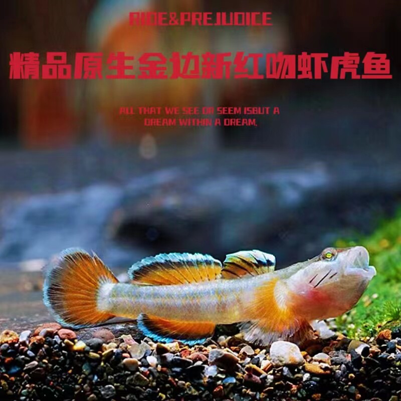 原生鱼周氏吻虾虎鱼，你的水族箱新宠？🐠深度解析-鱼-淘宝好物网