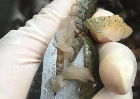 美国Jese jese破壁机 破壁料理机 变频破壁机 破壁机 三维变频技术 料理机 弹性素食 破壁料理机选变频