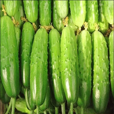 东北农家蔬菜新鲜应季水果黄瓜时令青菜旱黄瓜笨黄瓜青瓜水果5斤