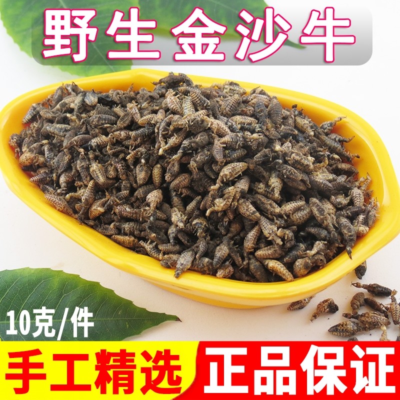 Golden Sand Bull Chinese Herbal Medicine Guangxi Wild Ant Lion Golden Sand Bull Leanto 10g No impurity Bull Sand Bull