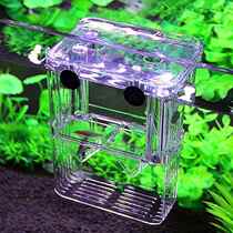 - Guppy incubator breeding out of box small fish mother fish giving birth to small fish larvae fish babies separated by buckets